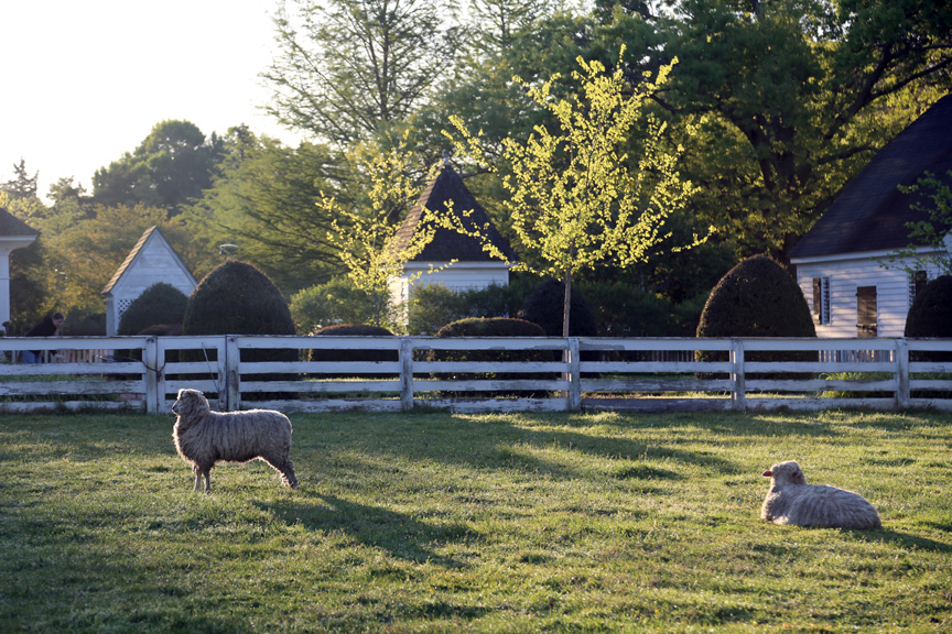 williamsburg-sheep